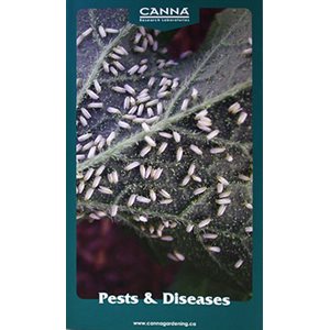 CANNA INFO PAPER PESTS & DISEASES (25)